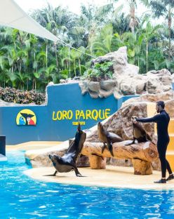 Почивка в Испания - остров Тенерифе, директни чартъри от София - ALUA 4*